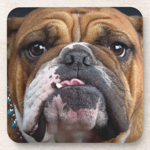 Englische Bulldogge Wurf Kissen Getränkeuntersetzer