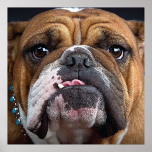 Englische Bulldogge Wurf Kissen Poster