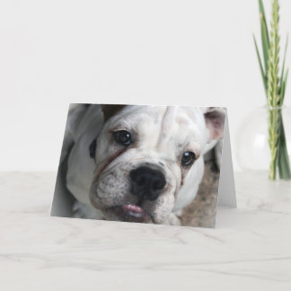 Englische Bulldoggen-Gruß-Karte Karte