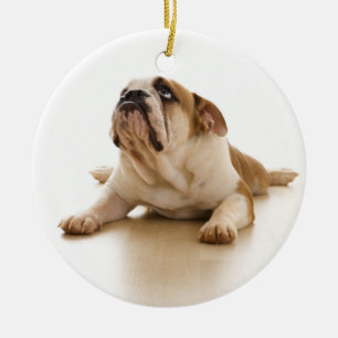 Englische Bulldoggen-Weihnachtsverzierung Keramikornament