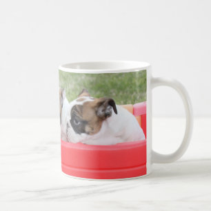 Englische Bulldoggen-Welpen in einem Lastwagen Kaffeetasse