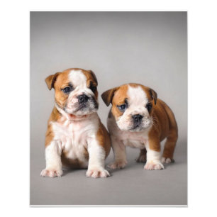 Englische Bulldoggen-Welpen Paar süße Bulldogge Fotodruck