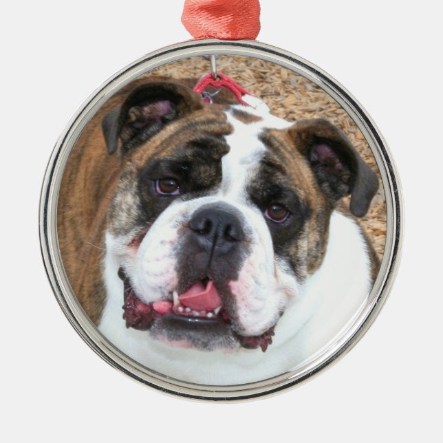 Englische Bulldoggenverzierung Silbernes Ornament (Vorne)