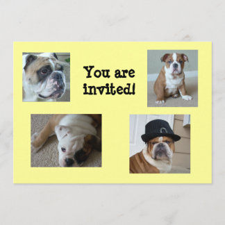 Englische Bulldogs Einladungen Geburtstag/Jegliche