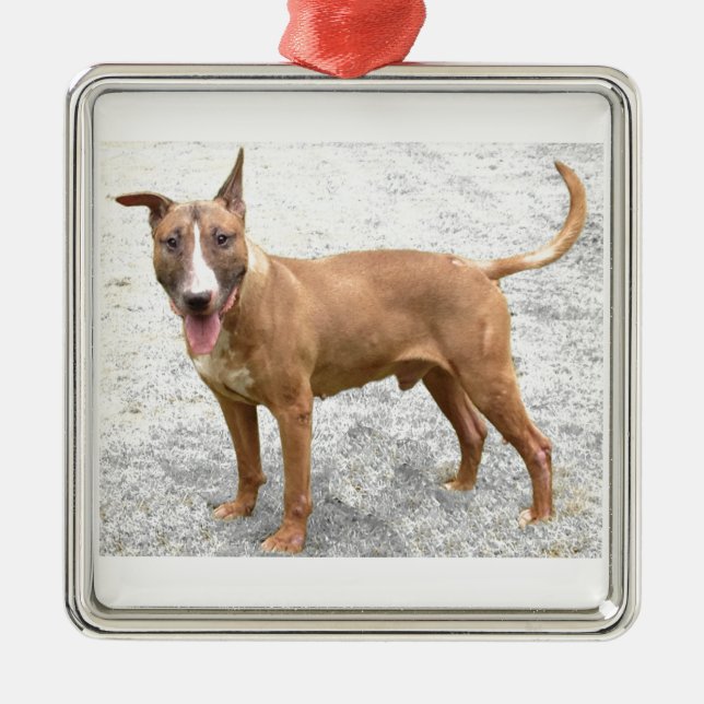 Englische Bullterrier-Verzierung Silbernes Ornament (Vorne)