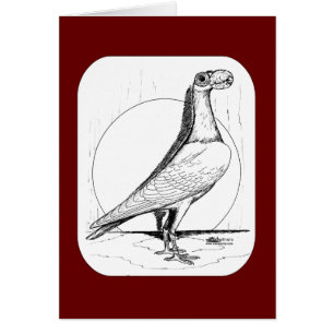 Englische Carrier-Taube1978