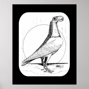 Englische Carrier-Taube1978 Poster
