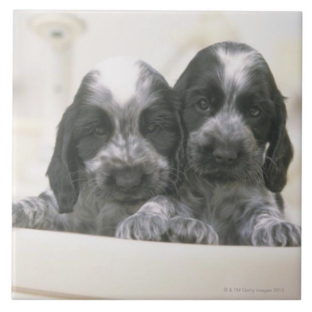 Englische Cocker spaniel ist eine Zucht des Fliese (Vorderseite)