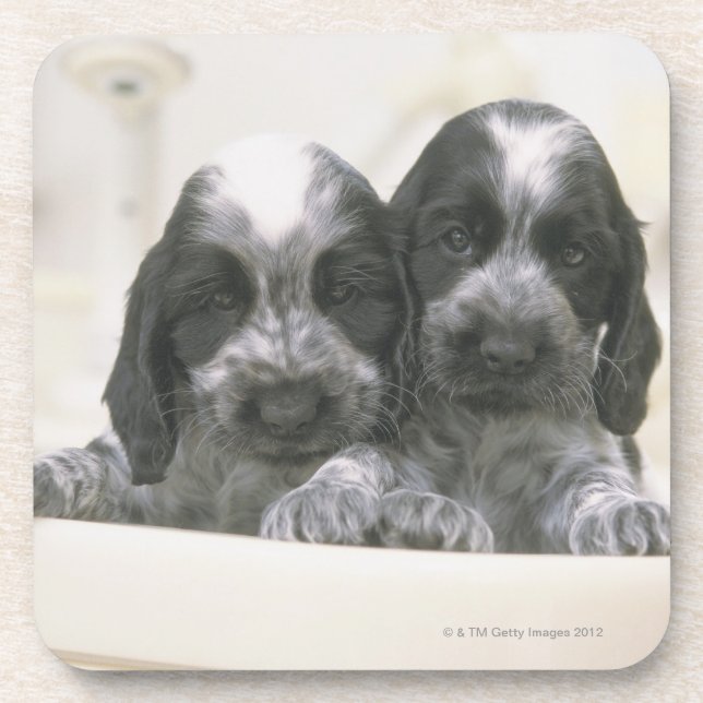 Englische Cocker spaniel ist eine Zucht des Untersetzer (Vorderseite)