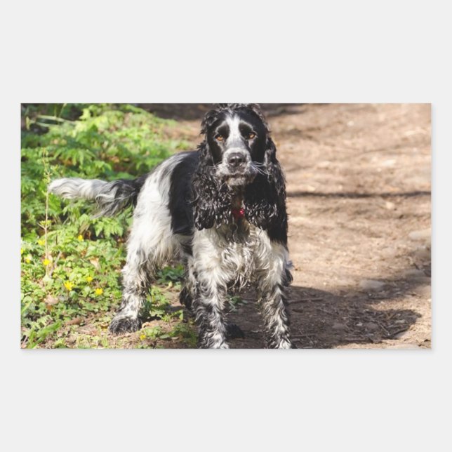 englische Cocker spaniel schwarzer Roan voll Rechteckiger Aufkleber (Vorderseite)