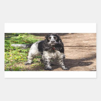 englische Cocker spaniel schwarzer Roan voll