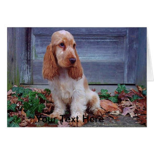 Englische Cockerspaniel-Spaniels