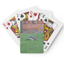 Englische Jay