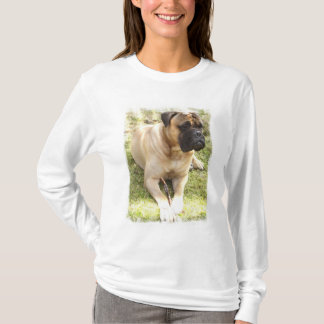 Englische Mastiff-Damen-langer Hülsen-T - Shirt