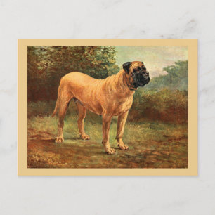 Englische Mastiff-Hund Vintage-Illustration Postkarte