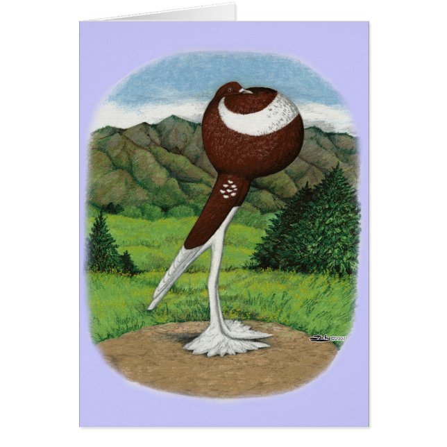 Englische Pouter-Taube mit Bergen (Vorne)