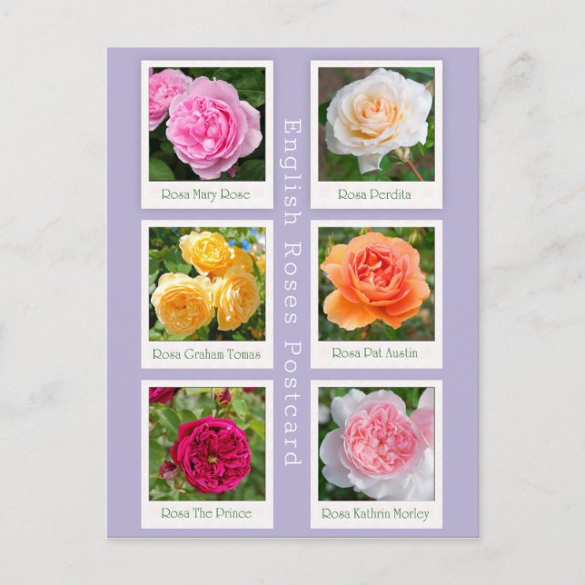 Englische Rose Postkarte (Vorderseite)