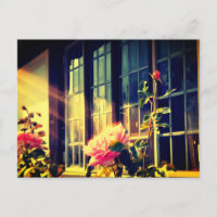 Englische Rose