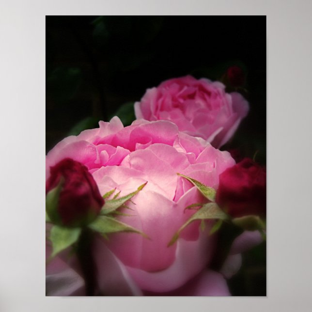 Englische Rose Rosa Poster (Vorne)