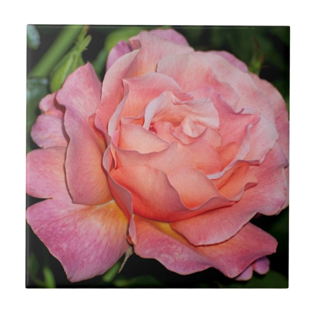 Englische Rosen-Keramik-Fliese Fliese (Vorderseite)