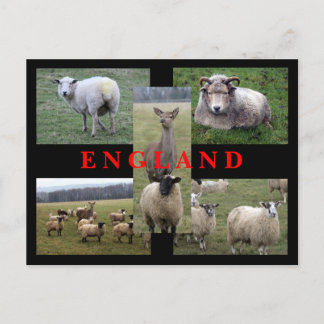Englische Schaf-Szenen Postkarte