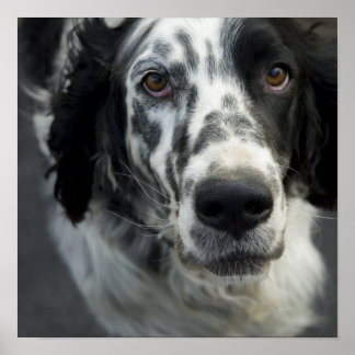 englische Setter Poster Print