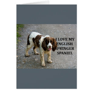 englische springer spaniel lw Liebe w picc