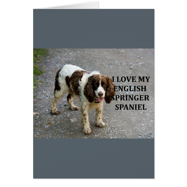 englische springer spaniel lw Liebe w picc (Vorne)