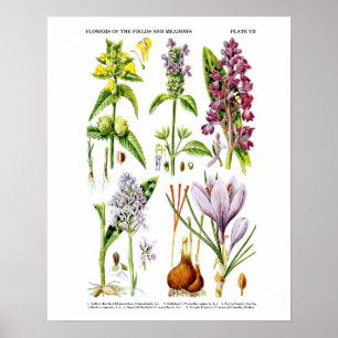 Englische Wildblume Art Print No. 10 Botanische Ku Poster