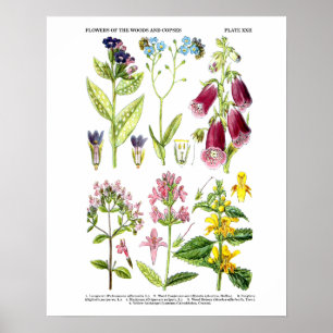 Englische Wildblume Art Prints No. 3 Botanische Ku Poster