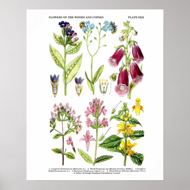 Englische Wildblume Art Prints No. 3 Botanische Ku Poster (Vorne)