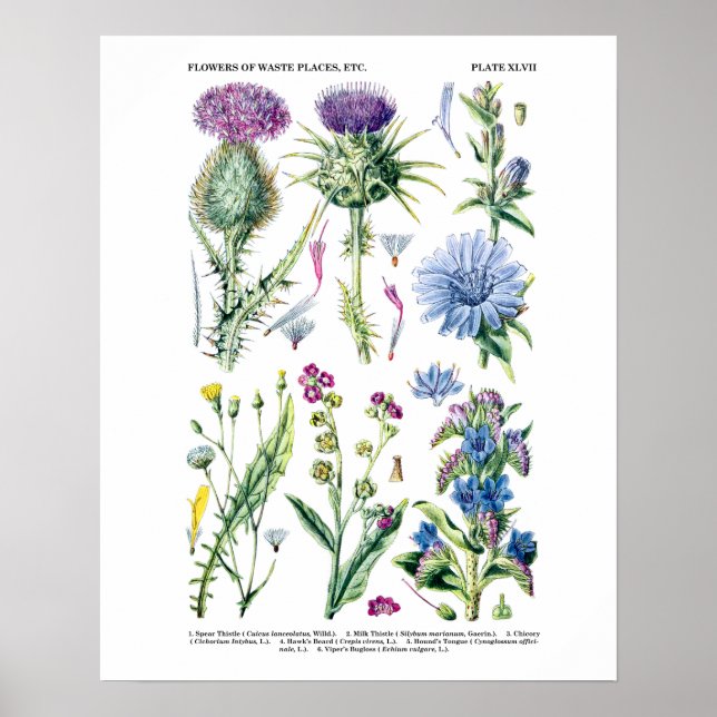 Englische Wildblume Botanische Kunst Nr. 11 Poster (Vorne)