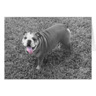 englischer Bulldog mit Namen Gucci