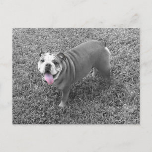 englischer Bulldog mit Namen Gucci Postkarte