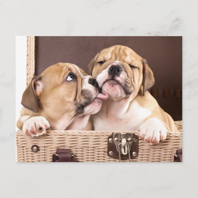 Englischer Bulldog Welpe Hund Postkarte (Vorderseite)