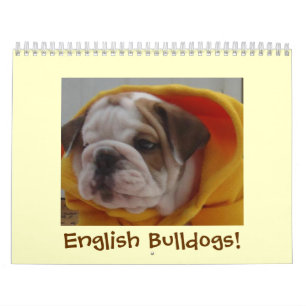 Englischer Bulldoggen-Kalender! Kalender