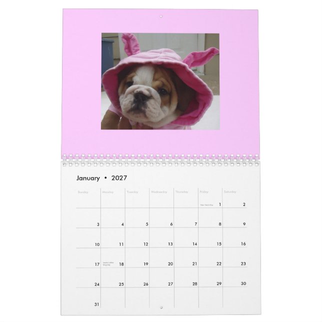 Englischer Bulldoggen-Kalender! Kalender (Jan 2027)