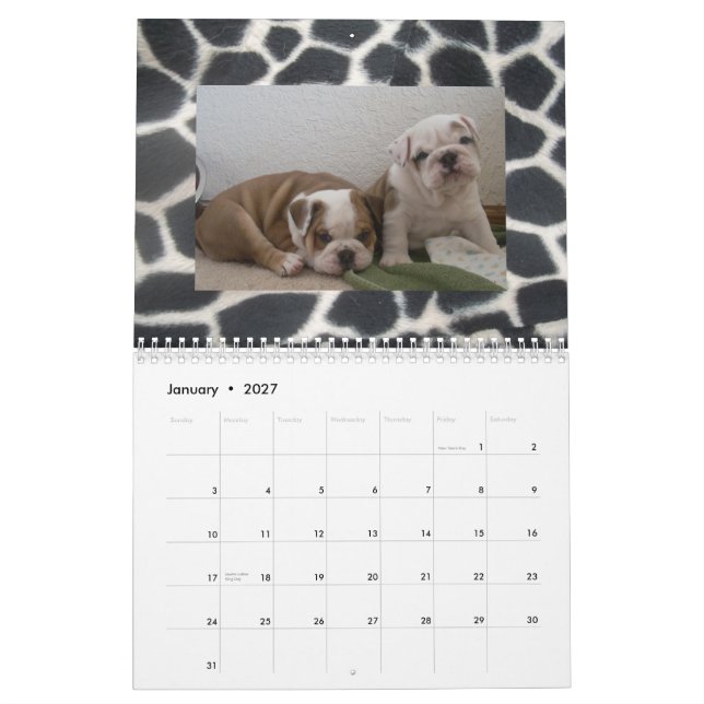 Englischer Bulldoggen-u. Welpen-Kalender! Kalender (Jan 2027)
