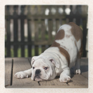 Englischer Bulldoggen-Welpe Glasuntersetzer