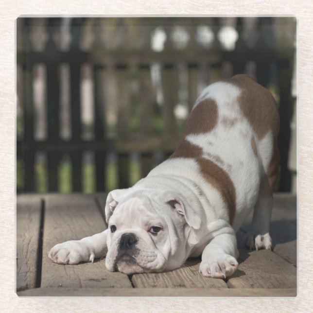Englischer Bulldoggen-Welpe Glasuntersetzer (Vorderseite)