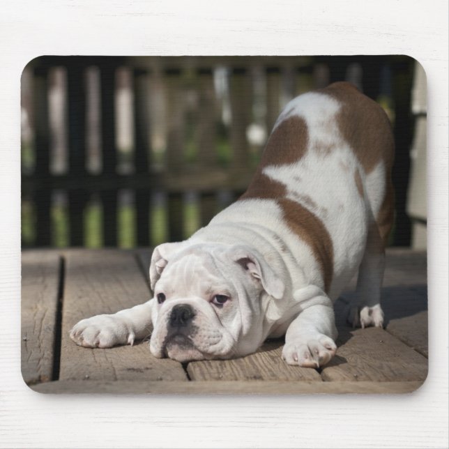 Englischer Bulldoggen-Welpe Mousepad (Vorne)