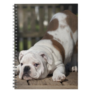 Englischer Bulldoggen-Welpe Notizblock