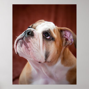 Englischer Bulldoggen-Welpe Poster