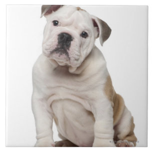 Englischer Bulldoggenwelpe (2 Monate alte) Fliese