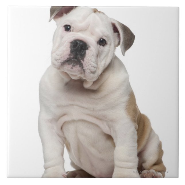 Englischer Bulldoggenwelpe (2 Monate alte) Fliese (Vorderseite)
