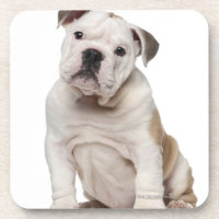 Englischer Bulldoggenwelpe (2 Monate alte)