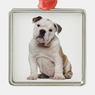 Englischer Bulldoggenwelpe (2 Monate alte) Silbernes Ornament