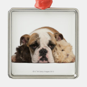 Englischer Bulldoggenwelpe (4 Monate alte) und Ornament Aus Metall