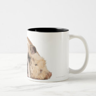 Englischer Bulldoggenwelpe (4 Monate alte) und Zweifarbige Tasse