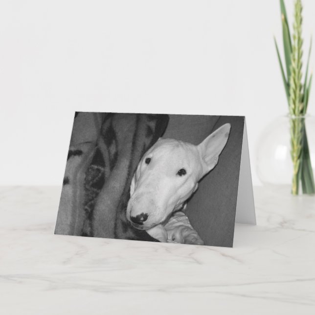 Englischer Bullterrier Snuggled unter einer Decke Karte (Vorderseite)